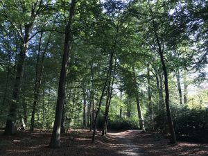 Mind-Walk met Waardevol Wandelen